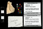 Foto (Objekt + Etikett) von Juracrista sp.  (NHMW-GEO-1990-0041-4697)